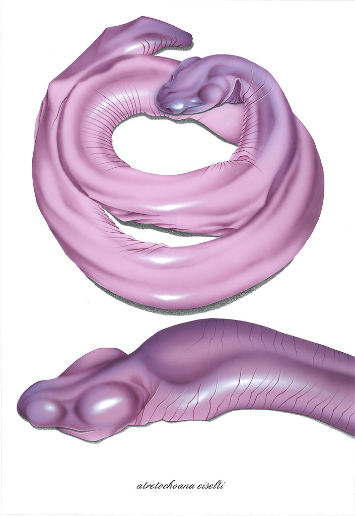 Le serpent pénis serpent penis snake 1 serpent-penis-snake-1