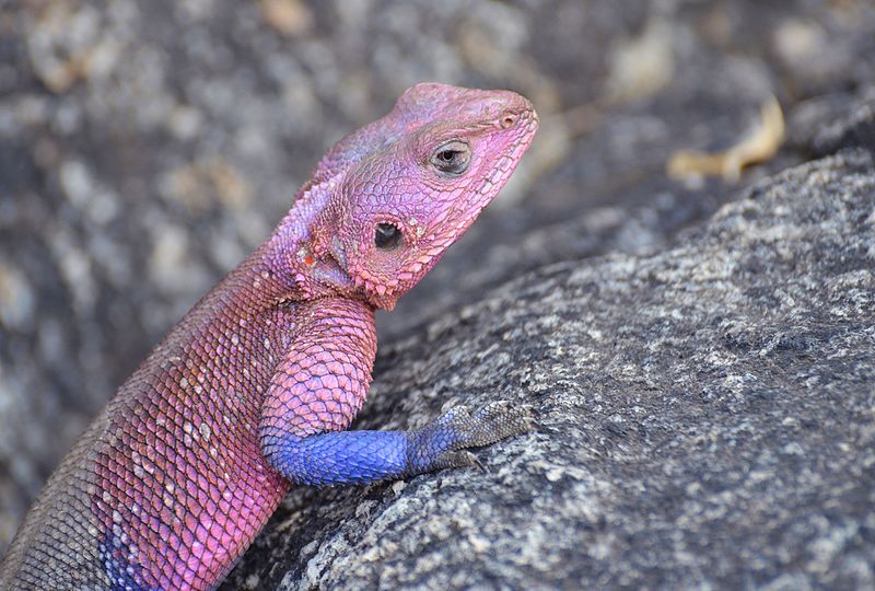 Mwanza Agama ou le lézard Spiderman Lezard Spiderman ou Mwanza Agama 1 Lezard-Spiderman-ou-Mwanza-Agama-1