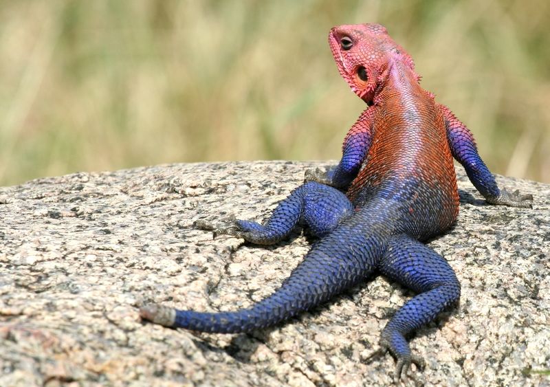 Mwanza Agama ou le lézard Spiderman Lezard Spiderman ou Mwanza Agama 5 Lezard-Spiderman-ou-Mwanza-Agama-5