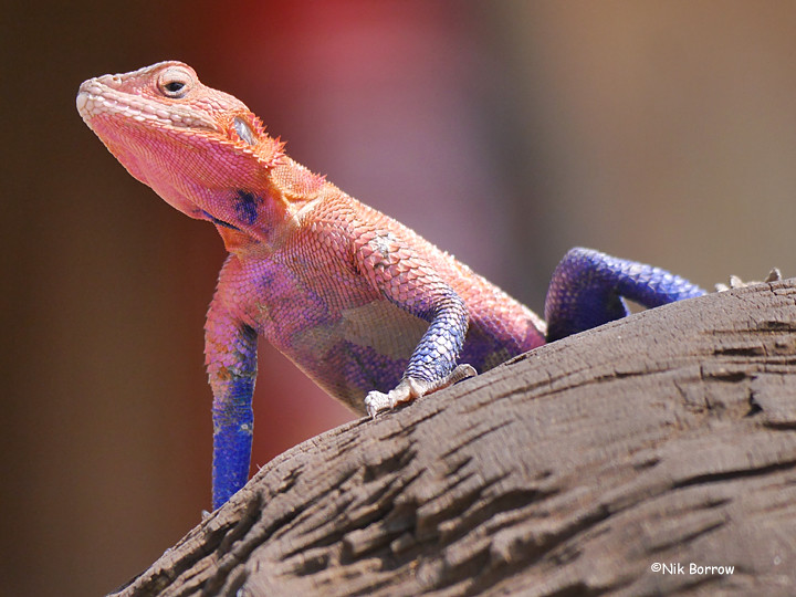 Mwanza Agama ou le lézard Spiderman Lezard Spiderman ou Mwanza Agama 8 Lezard-Spiderman-ou-Mwanza-Agama-8