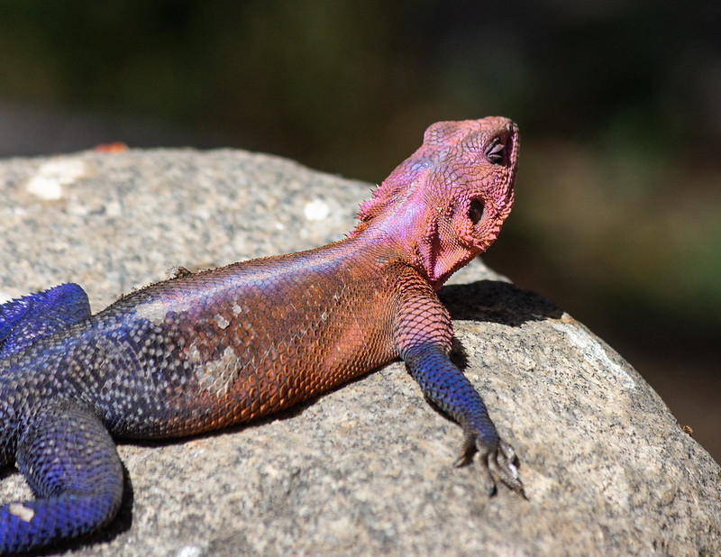 Mwanza Agama ou le lézard Spiderman Lezard Spiderman ou Mwanza Agama 9 Lezard-Spiderman-ou-Mwanza-Agama-9