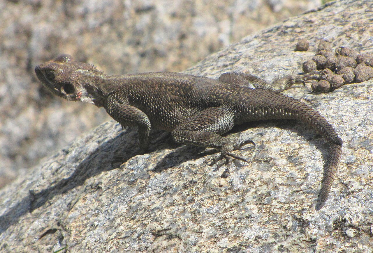 Femelle Agama mwanzae brune dans le Serengeti en Tanzanie Femelle Agama mwanzae brune dans le Serengeti en Tanzanie