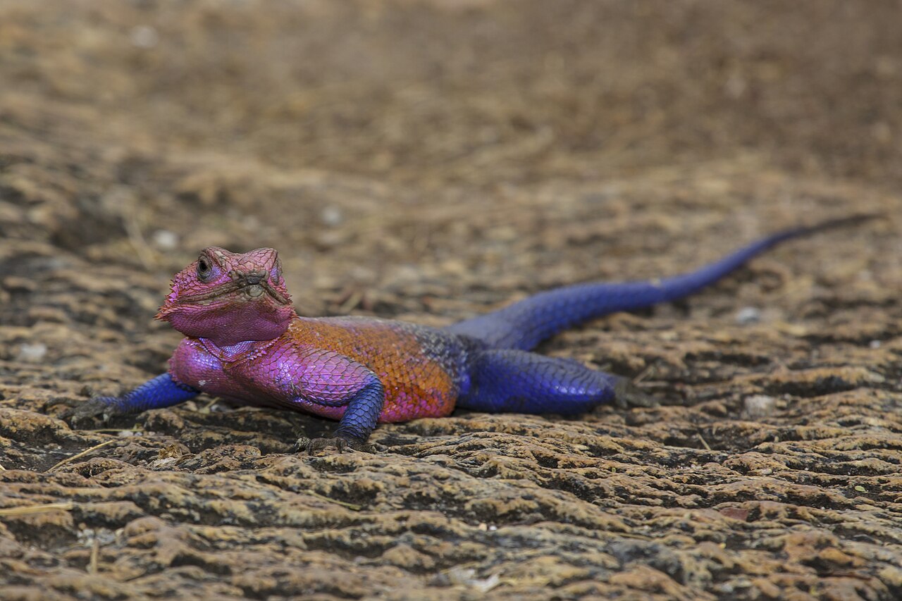 Agama mwanzae sur les rochers du Serengeti en Tanzanie Agama mwanzae sur les rochers du Serengeti en Tanzanie