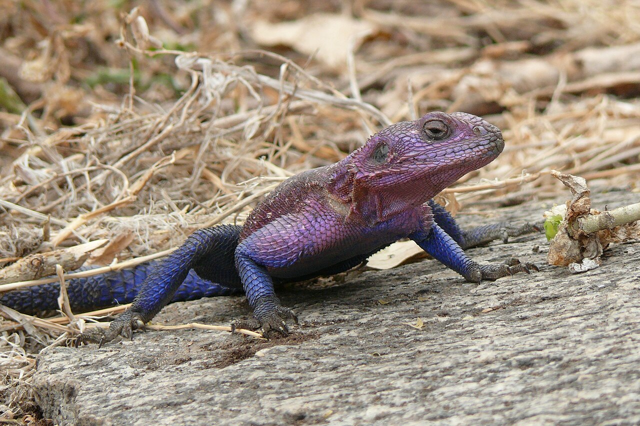 agama mwanzae lezard spiderman 2 agama mwanzae lezard spiderman 2