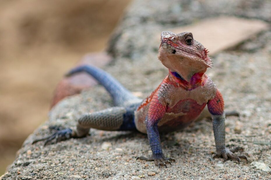 Agama mwanzae : le lézard Spider-Man rouge et bleu d'Afrique agama mwanzae lezard spiderman Agama mwanzae mâle rouge et bleu surnommé lézard Spider-Man