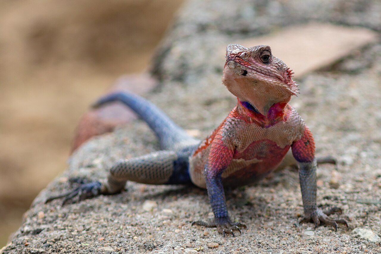 Agama mwanzae mâle rouge et bleu surnommé lézard Spider-Man Agama mwanzae mâle rouge et bleu surnommé lézard Spider-Man