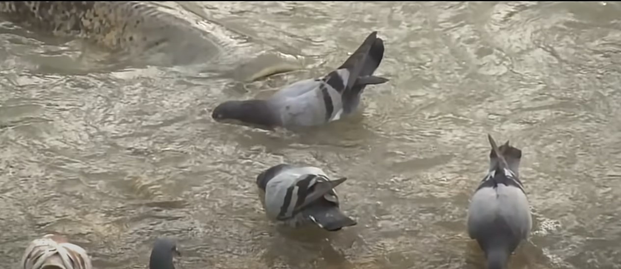 Les silures qui mangent des pigeons : une chasse étonnante observée à Albi les poissons chats chassent les pigeons video les silures mangent les pigeons