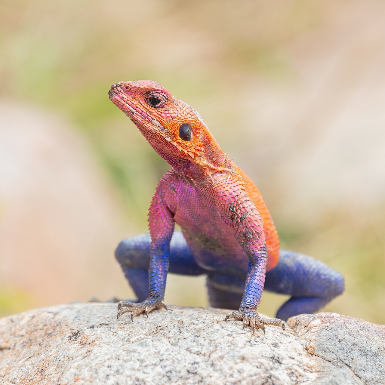 Mâle Agama mwanzae rouge et bleu dans le Masai Mara au Kenya Mâle Agama mwanzae rouge et bleu dans le Masai Mara au Kenya