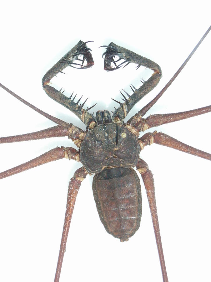 Araignée-scorpion : l’amblypyge, l’arachnide de Harry Potter qui fait peur… mais ne pique pas Amblypyge Amblypyge