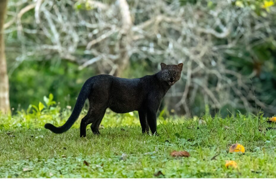 Le jaguarondi ou chat à tête de puma Le jaguarondi ou chat a tete de puma 10 Le jaguarondi ou chat a tete de puma 10