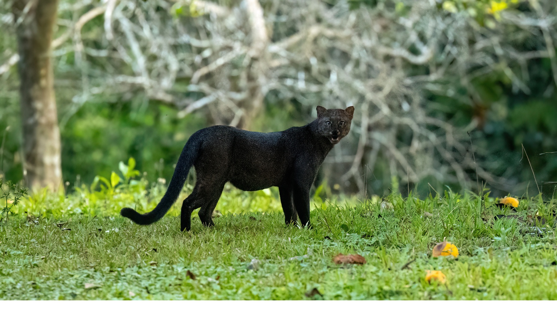 Le jaguarondi ou chat a tete de puma 10 Le jaguarondi ou chat a tete de puma 10