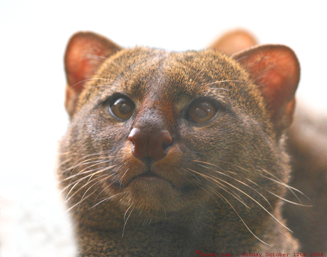 Le jaguarondi ou chat a tete de puma 11 Face du Jaguarondi en portrait