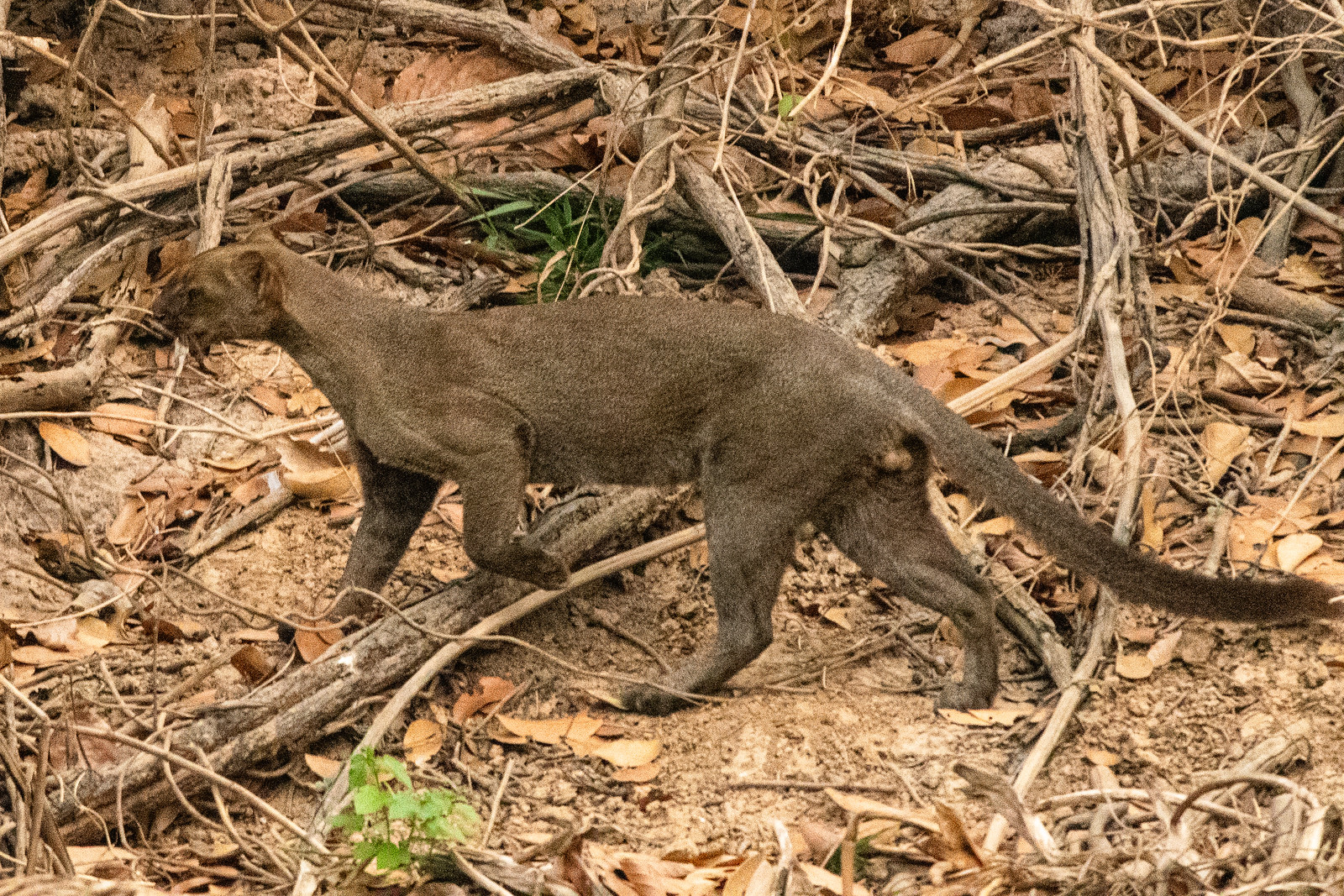 Le jaguarondi ou chat a tete de puma 12 Jaguarondi en chasse