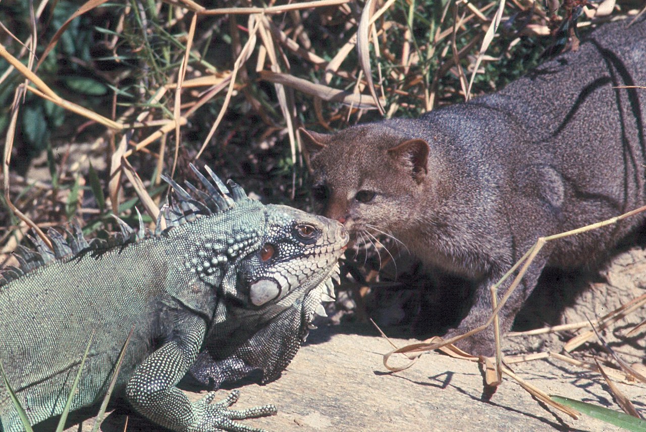 Face à face entre un Jaguarundi et un iguane Face à face entre un Jaguarundi et un iguane