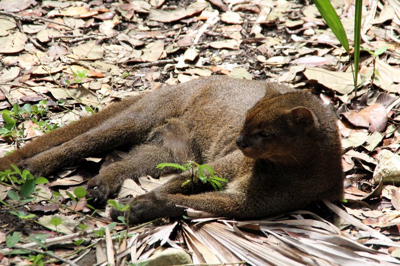 Le jaguarondi ou chat à tête de puma Le jaguarondi ou chat a tete de puma 5 Le-jaguarondi-ou-chat-a-tete-de-puma-5