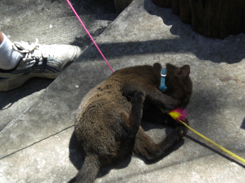 Le jaguarondi ou chat à tête de puma Le jaguarondi ou chat a tete de puma 6 Le-jaguarondi-ou-chat-a-tete-de-puma-6