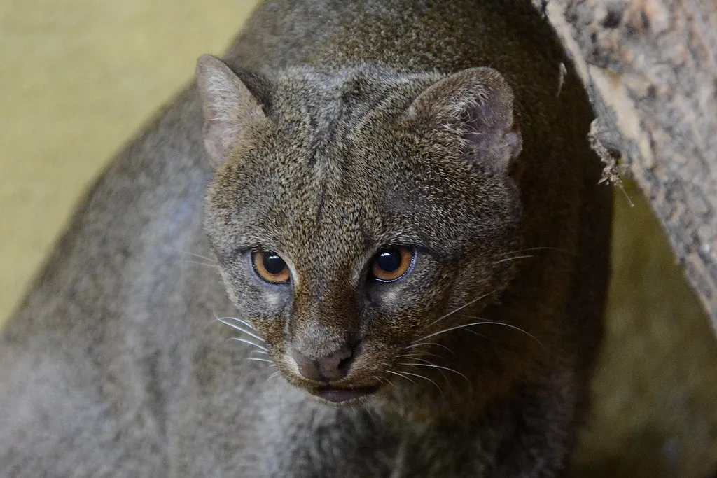 Le jaguarondi ou chat à tête de puma Le jaguarondi ou chat a tete de puma yagouaroundi eyra 3 Le-jaguarondi-ou-chat-a-tete-de-puma-yagouaroundi-eyra-3