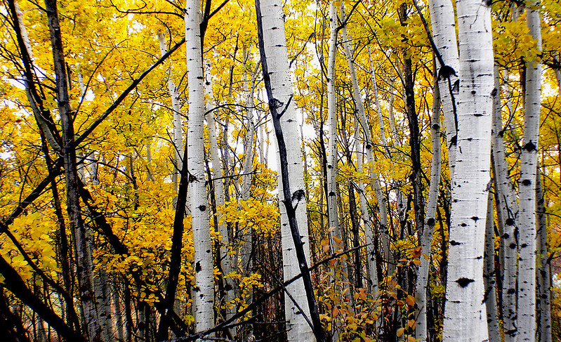 8 Arbres insolites amazing trees quaking aspen 4 amazing-trees-quaking-aspen-4