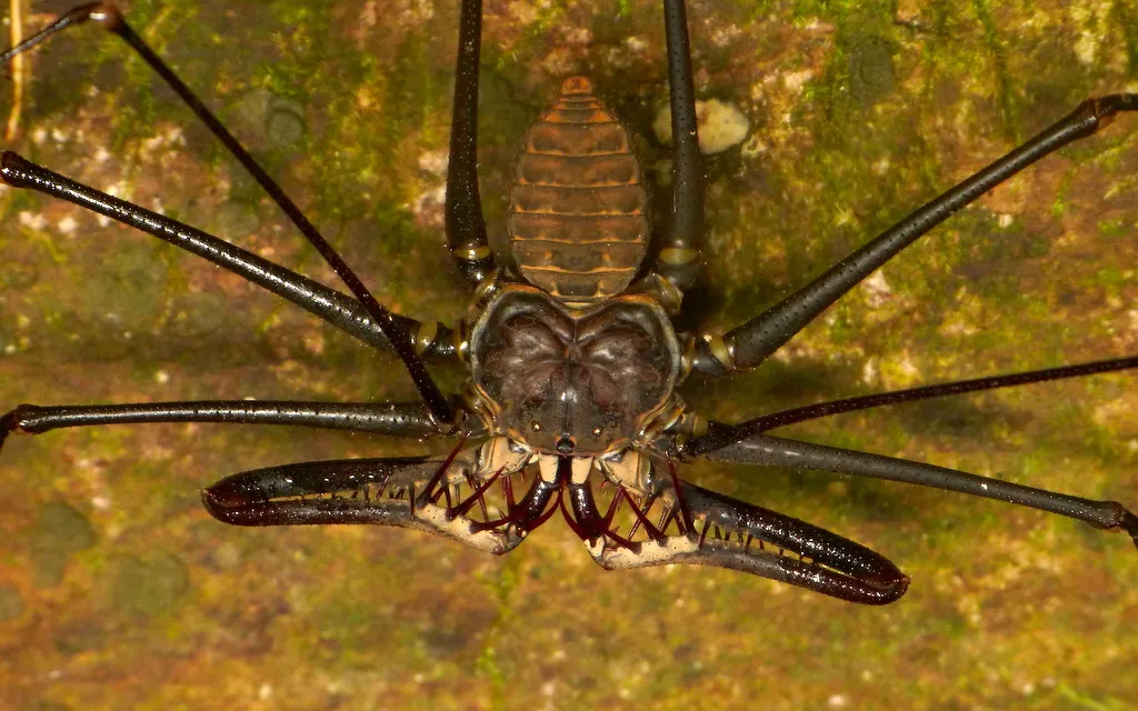 Araignée-scorpion : l’amblypyge, l’arachnide de Harry Potter qui fait peur… mais ne pique pas amblypyge whip spider tailless whip scorpion araignee scorpion 1 amblypyge-whip-spider-tailless-whip-scorpion-araignee-scorpion-1