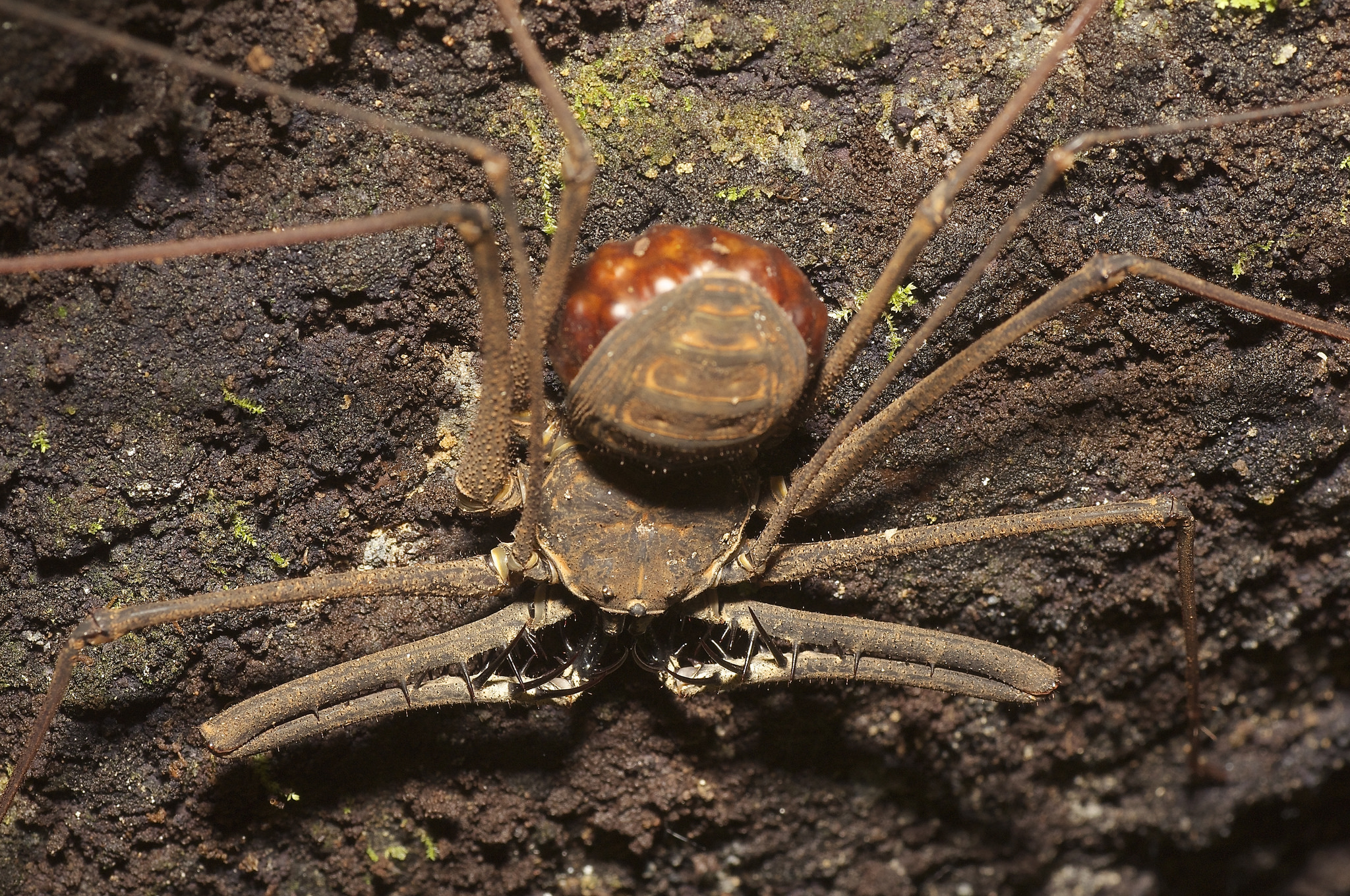 Araignée-scorpion : l’amblypyge, l’arachnide de Harry Potter qui fait peur… mais ne pique pas amblypyge whip spider tailless whip scorpion araignee scorpion 2 amblypyge-whip-spider-tailless-whip-scorpion-araignee-scorpion-2