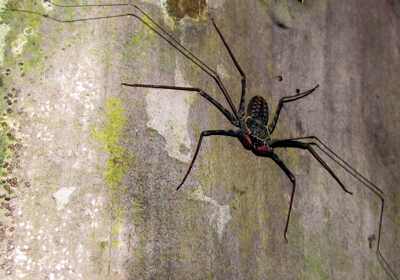 Araignée-scorpion : l’amblypyge, l’arachnide de Harry Potter qui fait peur… mais ne pique pas amblypyge whip spider tailless whip scorpion araignee scorpion 3 amblypyge-whip-spider-tailless-whip-scorpion-araignee-scorpion-3