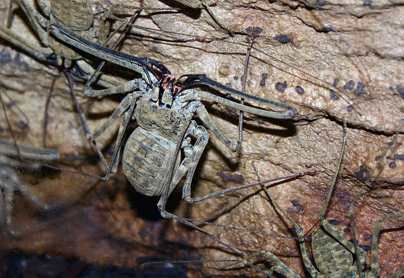 Araignée-scorpion : l’amblypyge, l’arachnide de Harry Potter qui fait peur… mais ne pique pas amblypyge whip spider tailless whip scorpion araignee scorpion 4 amblypyge-whip-spider-tailless-whip-scorpion-araignee-scorpion-4