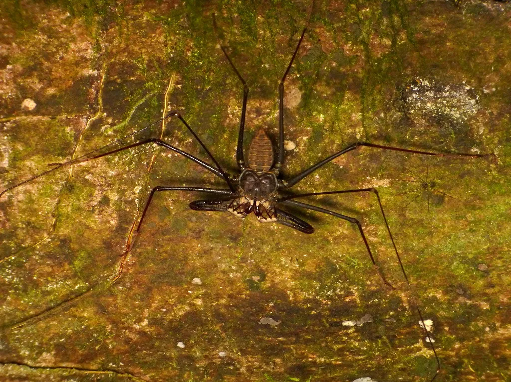 Araignée-scorpion : l’amblypyge, l’arachnide de Harry Potter qui fait peur… mais ne pique pas amblypyge whip spider tailless whip scorpion araignee scorpion 5 amblypyge-whip-spider-tailless-whip-scorpion-araignee-scorpion-5