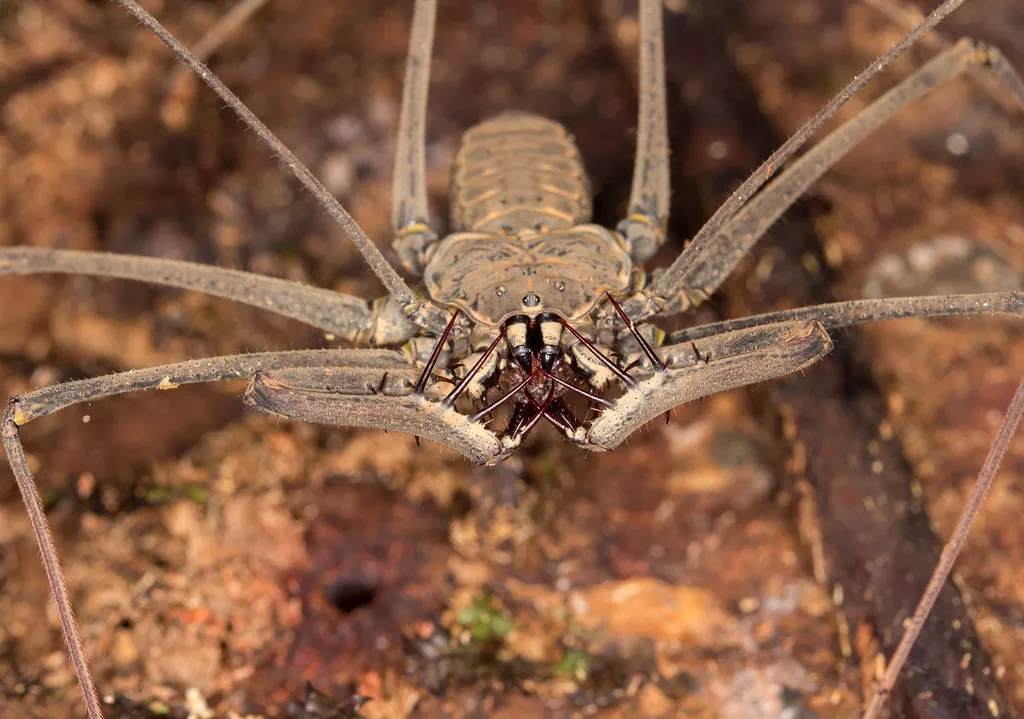 Araignée-scorpion : l’amblypyge, l’arachnide de Harry Potter qui fait peur… mais ne pique pas amblypyge whip spider tailless whip scorpion araignee scorpion 6 amblypyge-whip-spider-tailless-whip-scorpion-araignee-scorpion-6