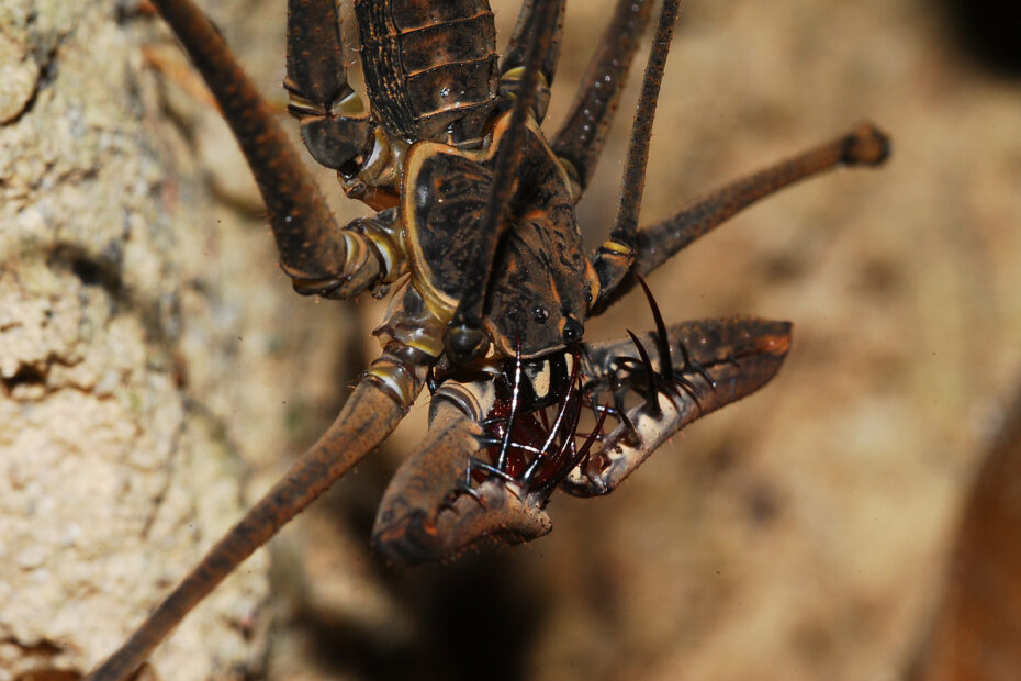 Araignée-scorpion : l’amblypyge, l’arachnide de Harry Potter qui fait peur… mais ne pique pas amblypyge whip spider tailless whip scorpion araignee scorpion 7 amblypyge whip spider tailless whip scorpion araignee scorpion 7