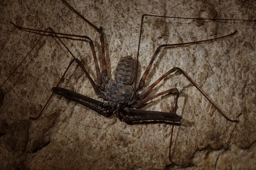 Araignée-scorpion : l’amblypyge, l’arachnide de Harry Potter qui fait peur… mais ne pique pas amblypyge whip spider tailless whip scorpion araignee scorpion 8 amblypyge-whip-spider-tailless-whip-scorpion-araignee-scorpion-8