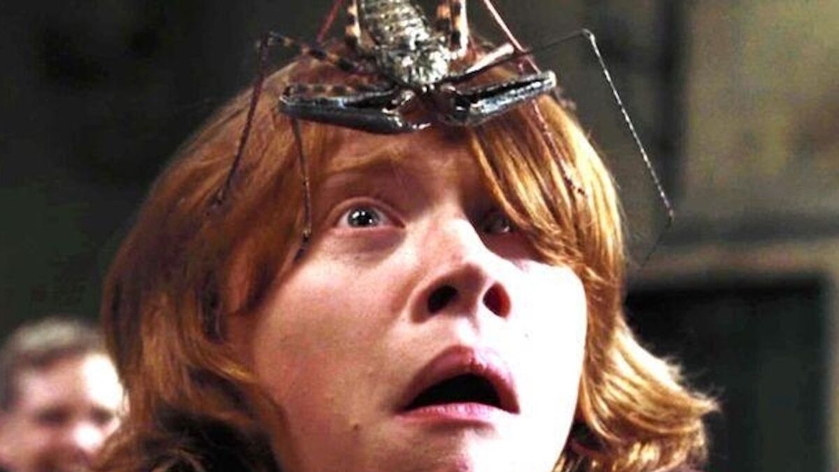 Araignée-scorpion : l’amblypyge, l’arachnide de Harry Potter qui fait peur… mais ne pique pas araignee ron wisley harry potter araignee ron wisley harry potter