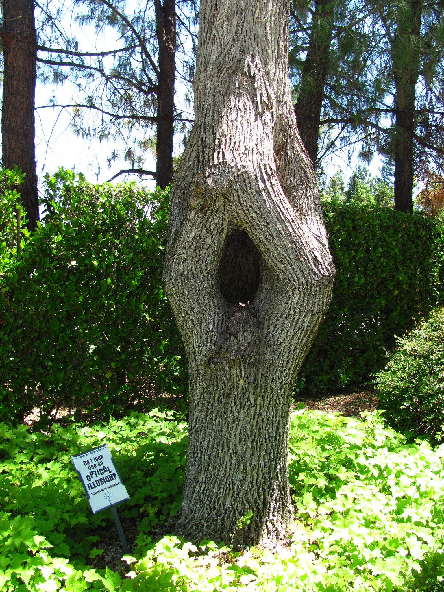 8 Arbres insolites arbre cirque insolite 2 arbre-cirque-insolite-2