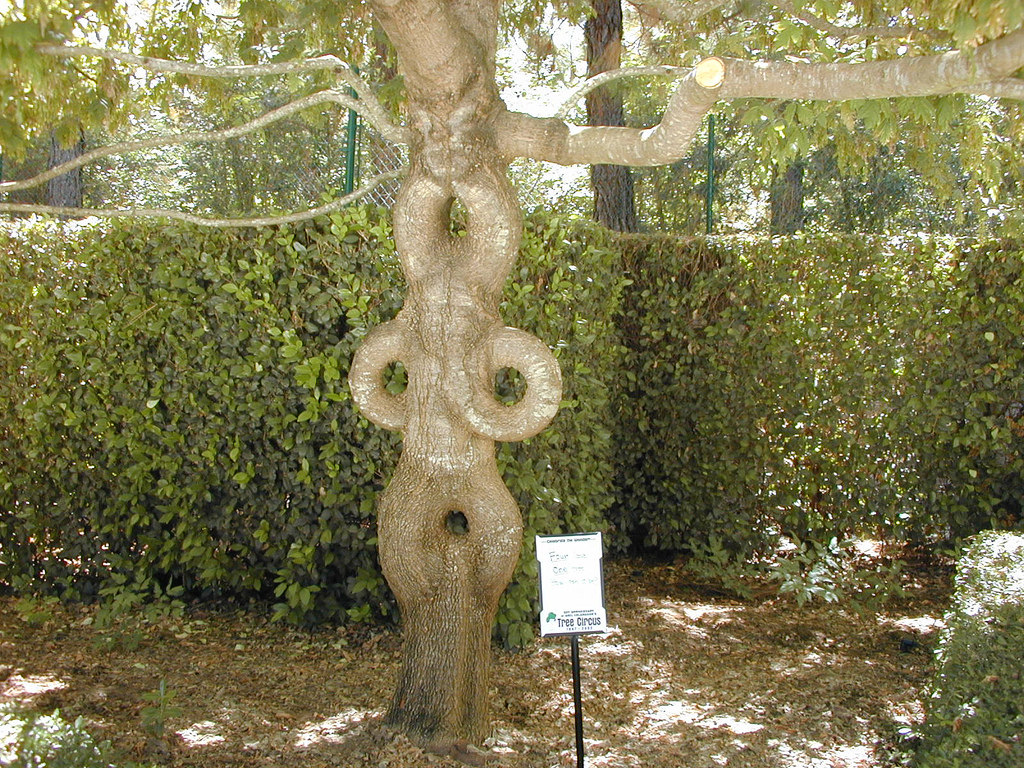 8 Arbres insolites arbre cirque insolite 3 arbre-cirque-insolite-3