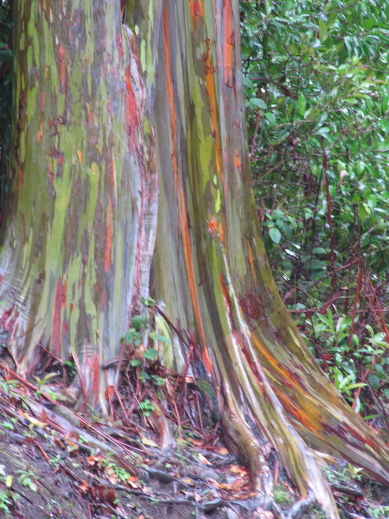 8 Arbres insolites arbre insolite 2 arbre-insolite-2