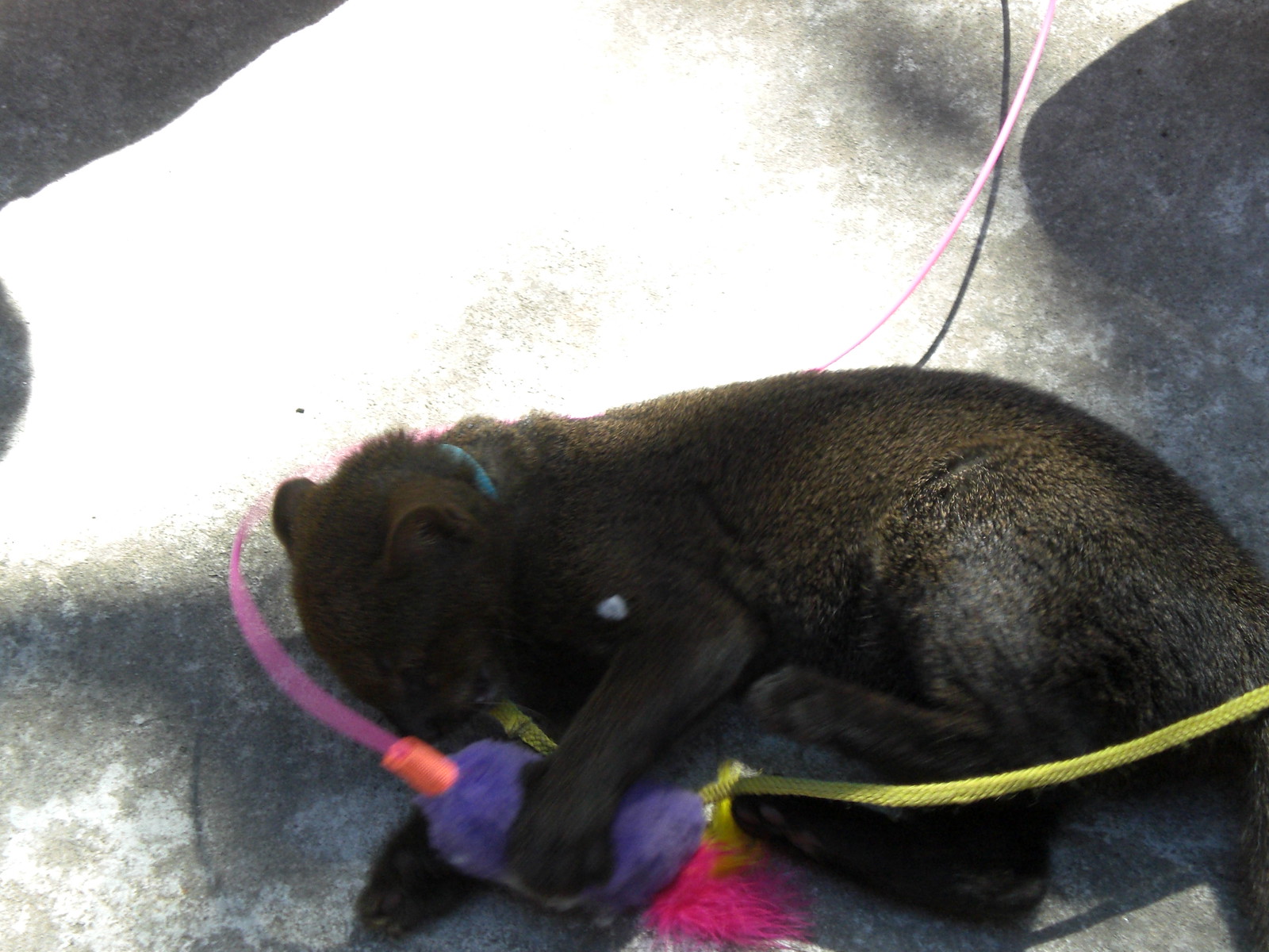 bebe jaguarondi jeune chat puma Bébé jaguarondi, jeune Puma yagouaroundi au Panama