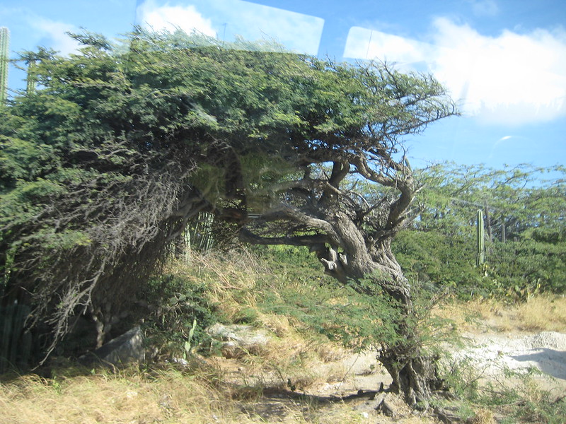 8 Arbres insolites divi divi arbre insolite divi-divi-arbre-insolite