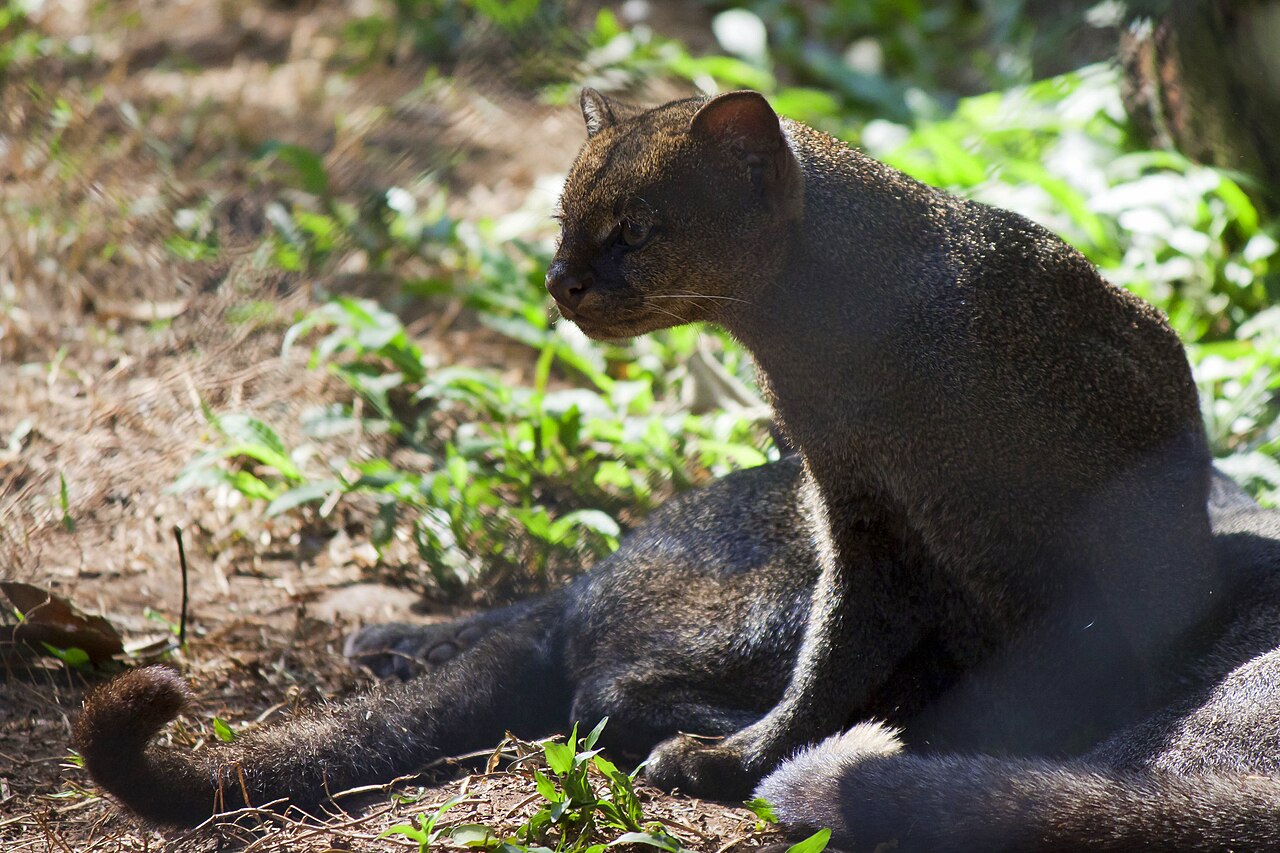 Jaguarondi noir au pelage sombre, Herpailurus yagouaroundi Jaguarondi noir au pelage sombre, Herpailurus yagouaroundi