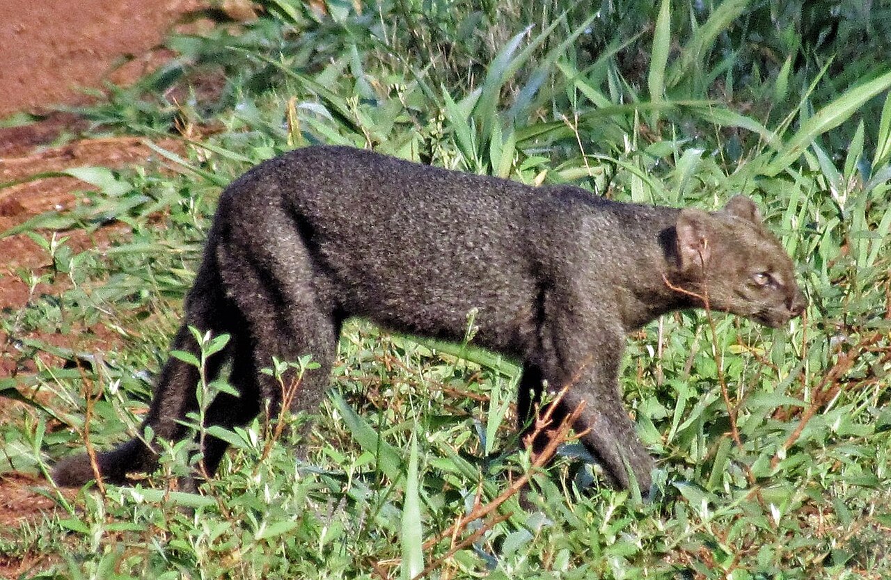 Jaguarondi sauvage Herpailurus yagouaroundi en Argentine Jaguarondi sauvage Herpailurus yagouaroundi en Argentine