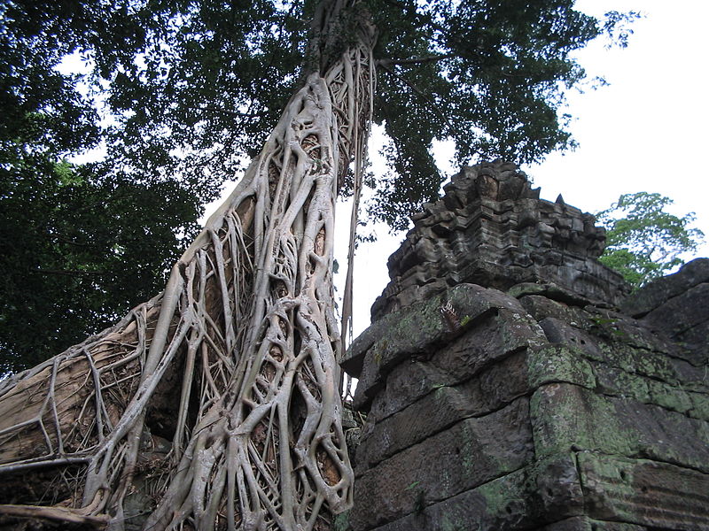 8 Arbres insolites nudifloras tetrameles arbre insolite 2 nudifloras-tetrameles-arbre-insolite-2