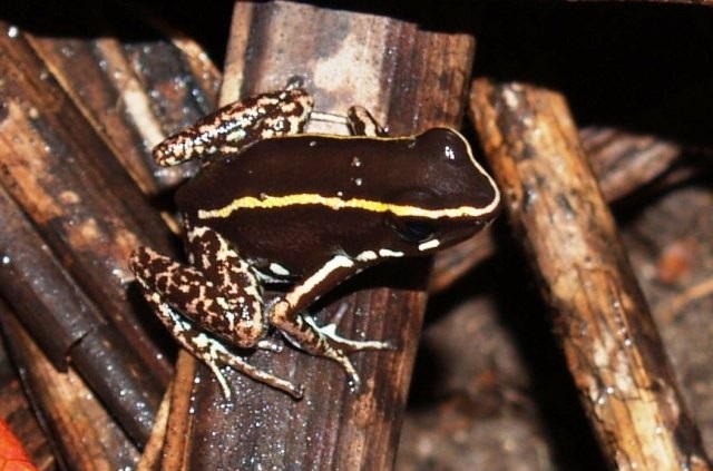 Phyllobates lugubris noire avec des bandes claires sur le dos Phyllobates lugubris noire avec des bandes claires sur le dos
