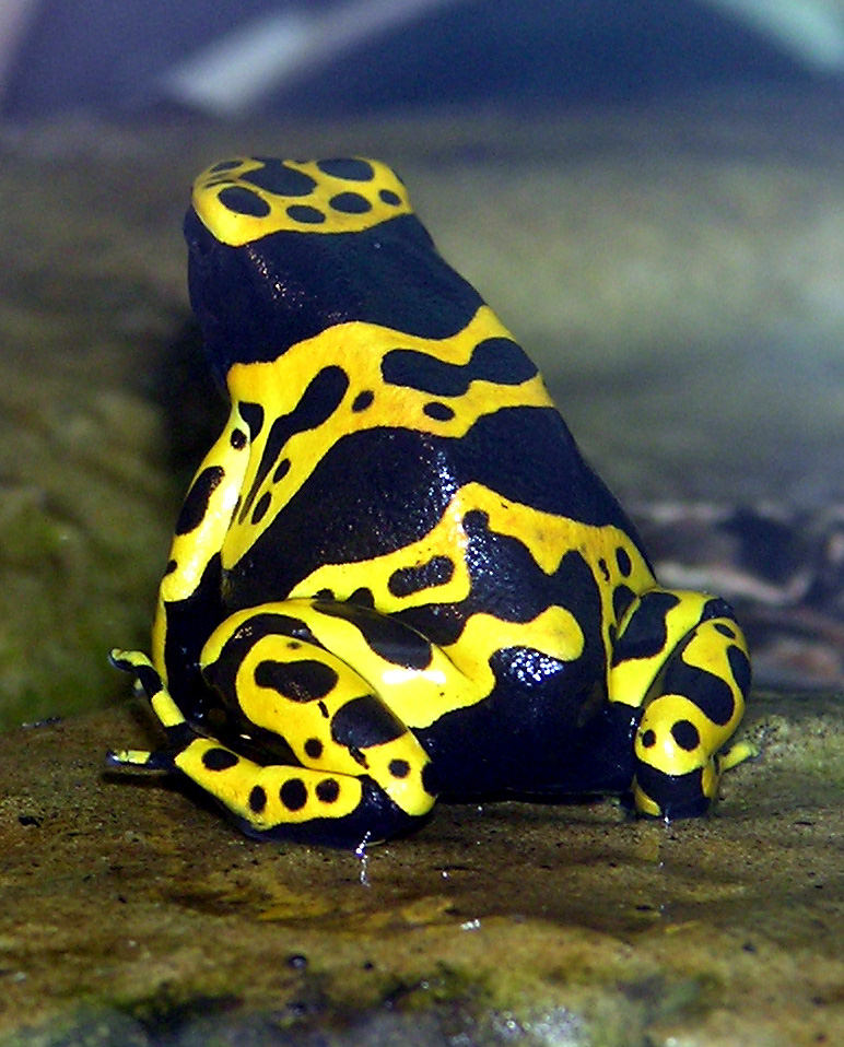 Dendrobates leucomelas jaune et noir sur une feuille Dendrobates leucomelas jaune et noir sur une feuille