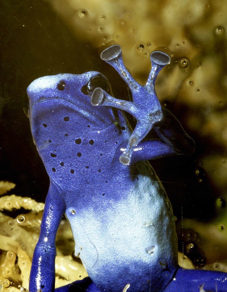 Les grenouilles les plus toxiques du monde grenouilles toxiques grenouille Okopipi grenouille bleue 2 grenouilles-toxiques-grenouille-Okopipi-grenouille-bleue-2