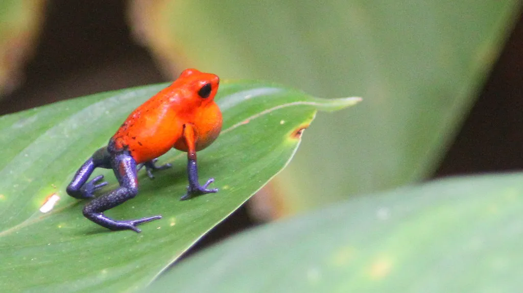Les grenouilles les plus toxiques du monde grenouilles toxiques grenouille des fraises 2 grenouilles-toxiques-grenouille-des-fraises-2