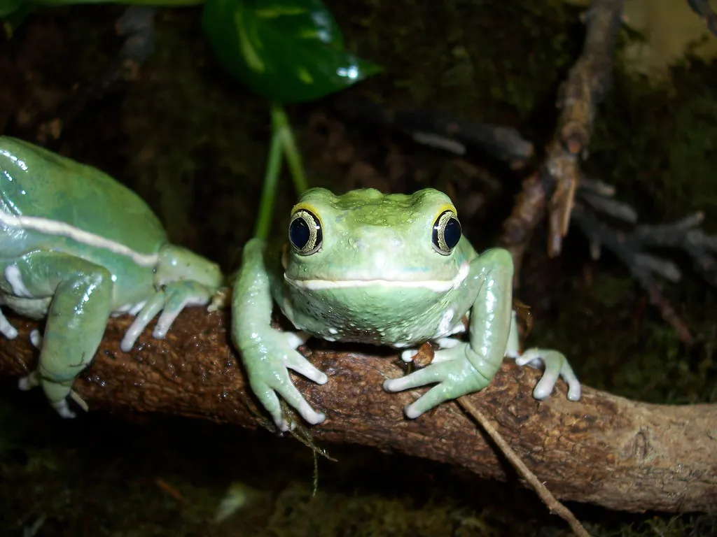 Les grenouilles les plus toxiques du monde grenouilles toxiques grenouille feuille geante rainette singe grenouilles-toxiques-grenouille-feuille-geante-rainette-singe