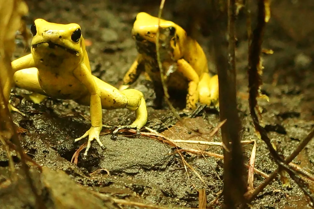 Les grenouilles les plus toxiques du monde grenouilles toxiques grenouille jaune phyllobates terribilis grenouilles-toxiques-grenouille-jaune-phyllobates-terribilis