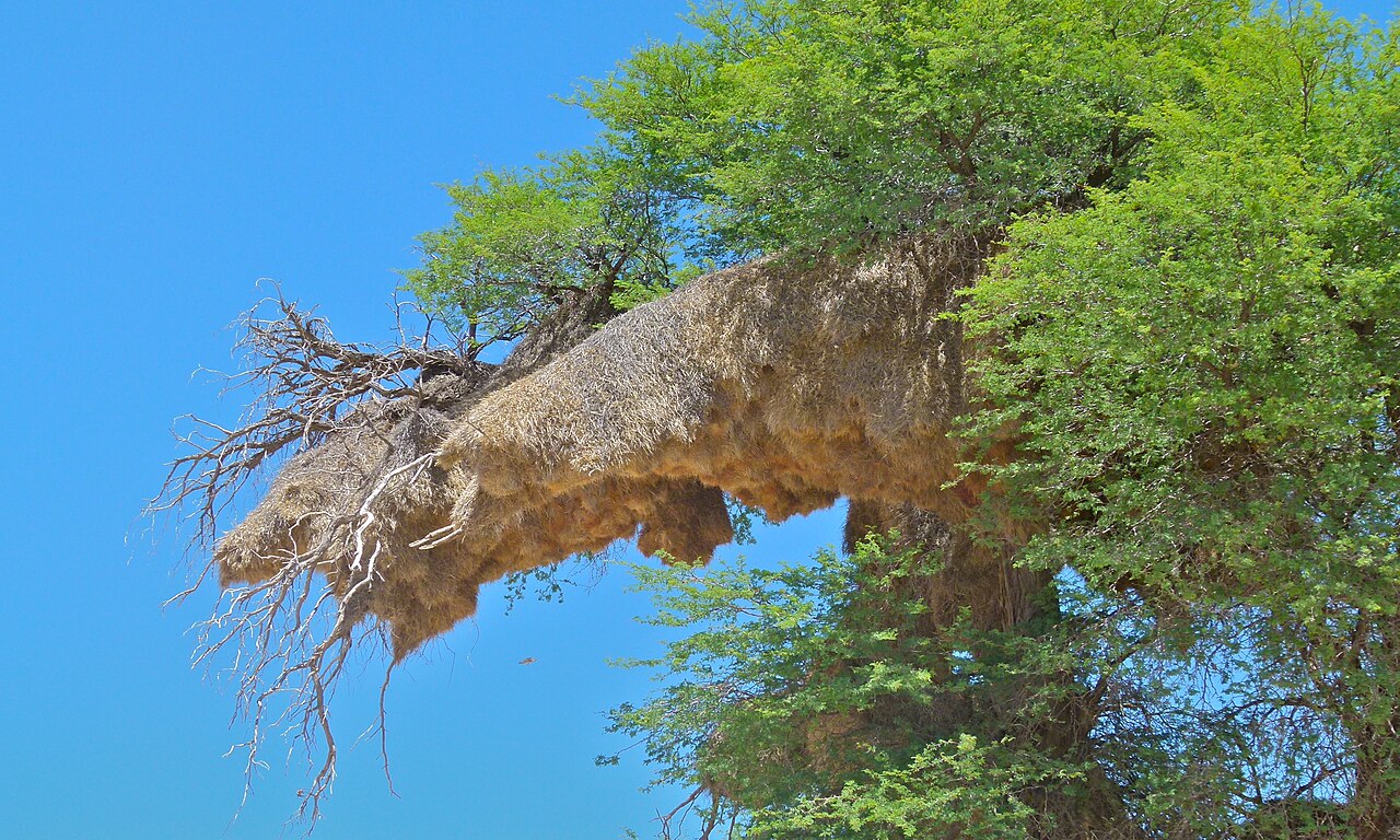 nid communautaire republicains sociaux kgalagadi Nid communautaire géant de républicains sociaux dans le parc de Kgalagadi en Afrique du Sud
