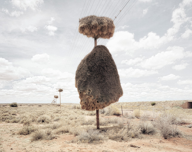 Les nids géants des républicains sociaux, les oiseaux bâtisseurs du Kalahari nid geant kalahari dillon marsh Nid géant de républicains sociaux sur un poteau dans le désert du Kalahari