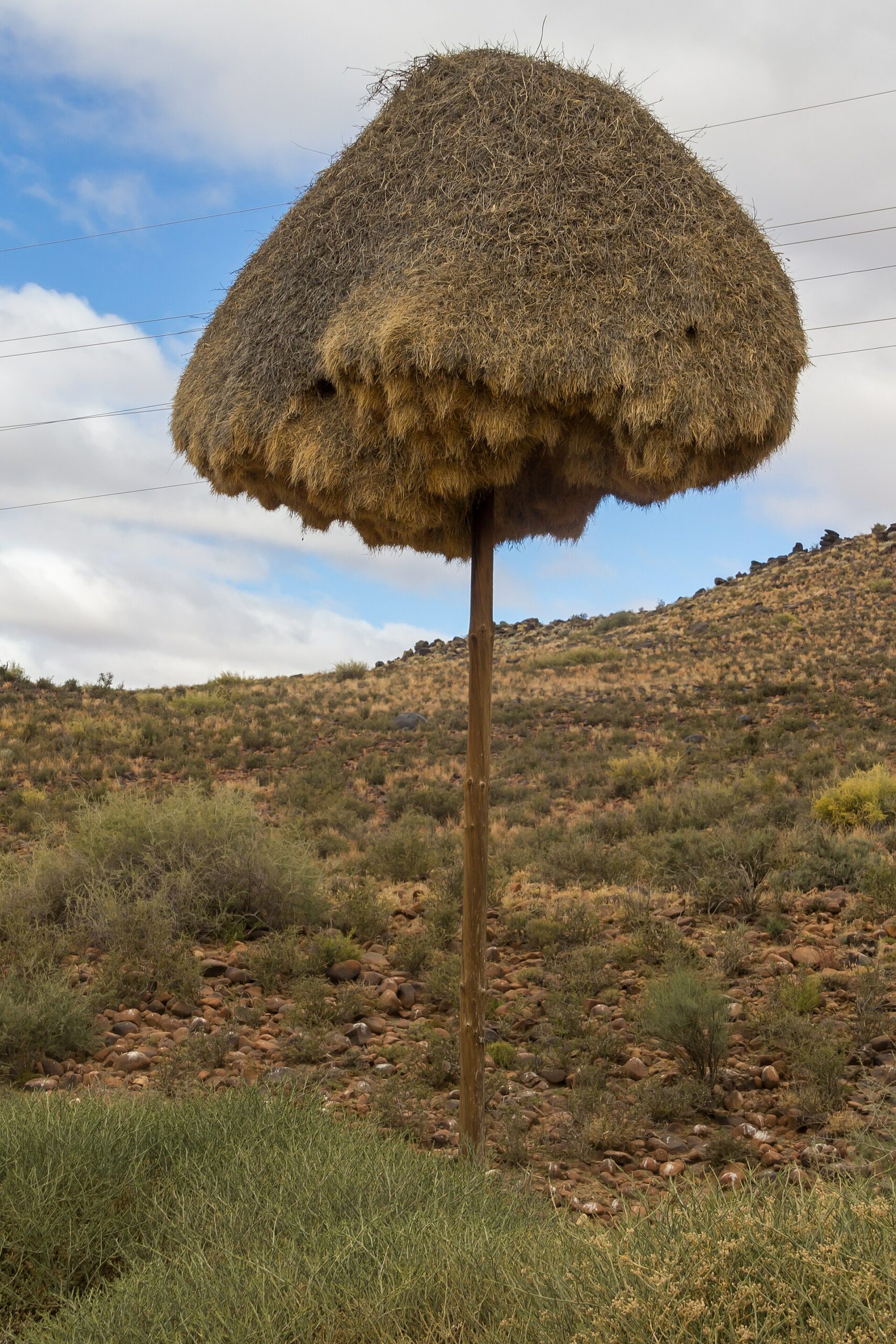 nid geant republicains sociaux poteau kalahari Immense nid de républicains sociaux construit sur un poteau électrique dans le Kalahari