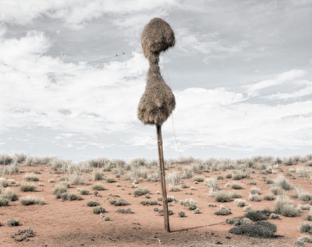 Des nids géants sur les poteaux téléphoniques du Kalahari nids geants tisserin poteau 3 nids-geants-tisserin-poteau-3