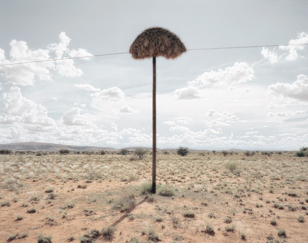 Des nids géants sur les poteaux téléphoniques du Kalahari nids geants tisserin poteau 4 nids-geants-tisserin-poteau-4